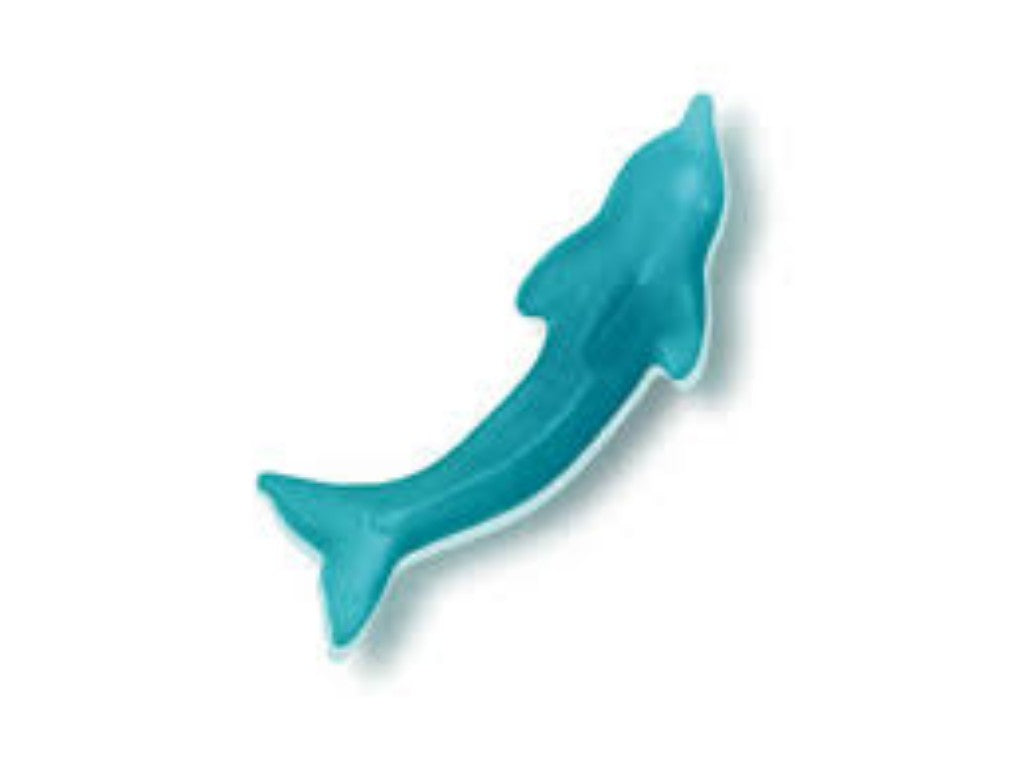 Large Vidal Dolphin